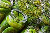 Brined dill pickles (ogórki kiszone)